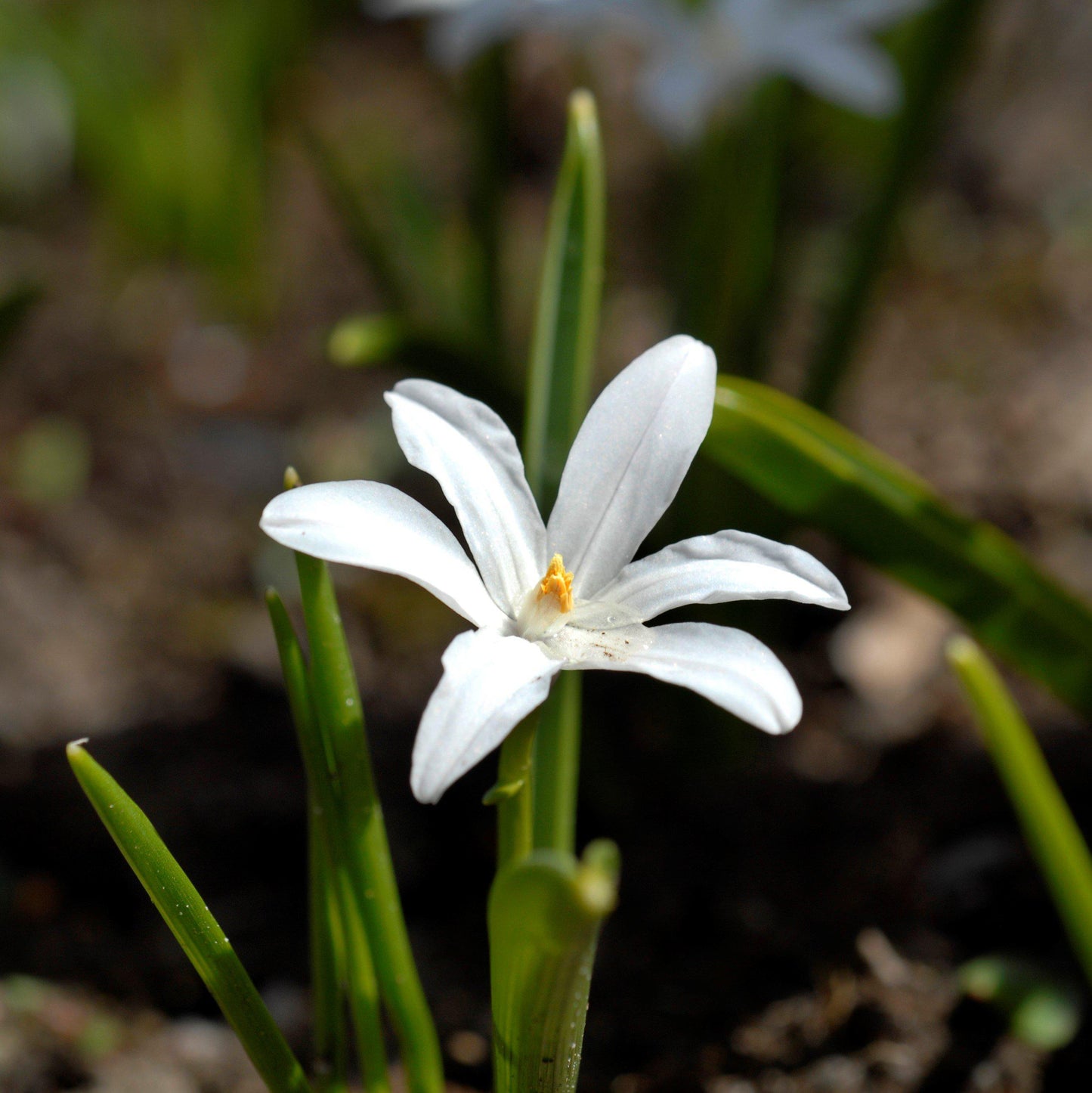 Chionodoxa - Spring Singalong Mix