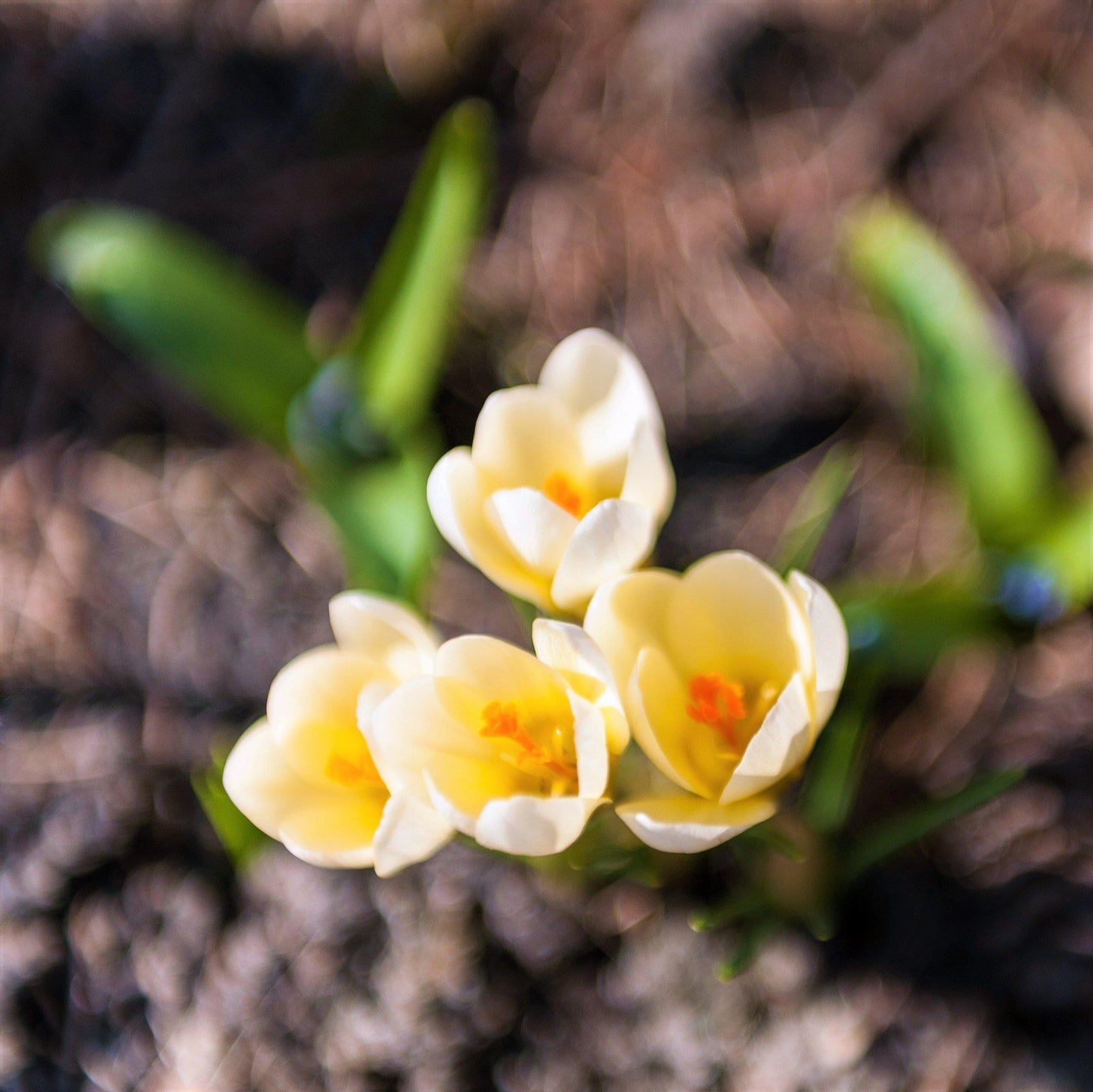 Close up on blooming Crocus Chrysanthus