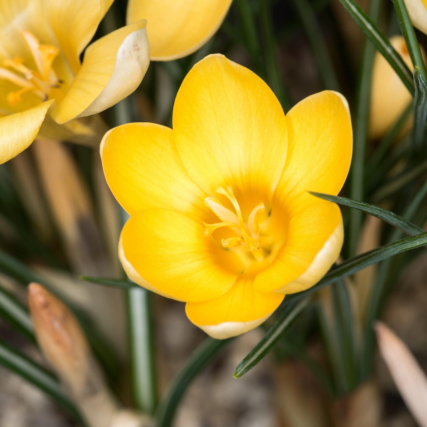 Close up on single goldilocks crocus