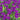 Large field of crocus vernus flower record