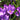close up on crocus vernus flower record