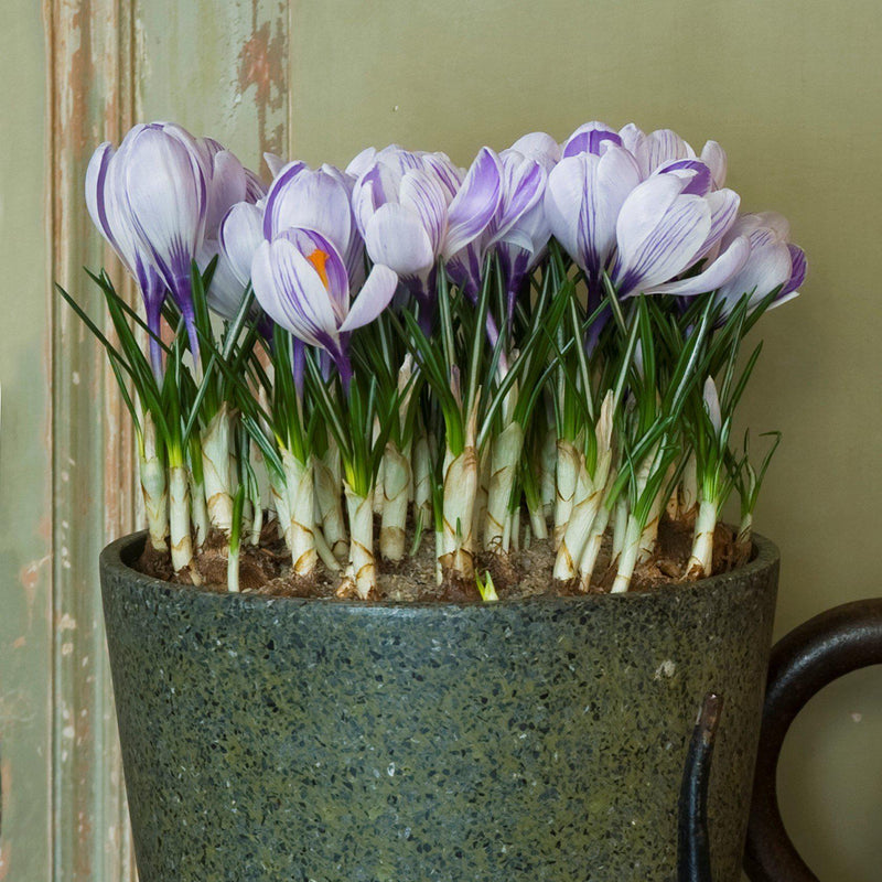 Potted Crocus Vernus King of the Striped Bulbs