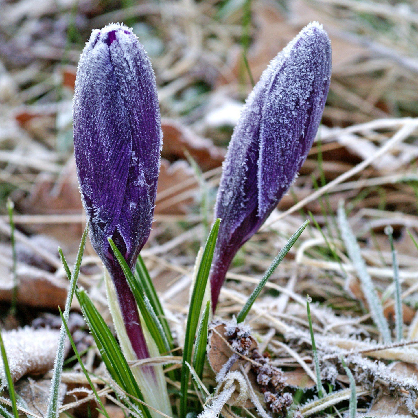 Crocus vernus flower record in frost