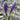 Crocus vernus flower record in frost