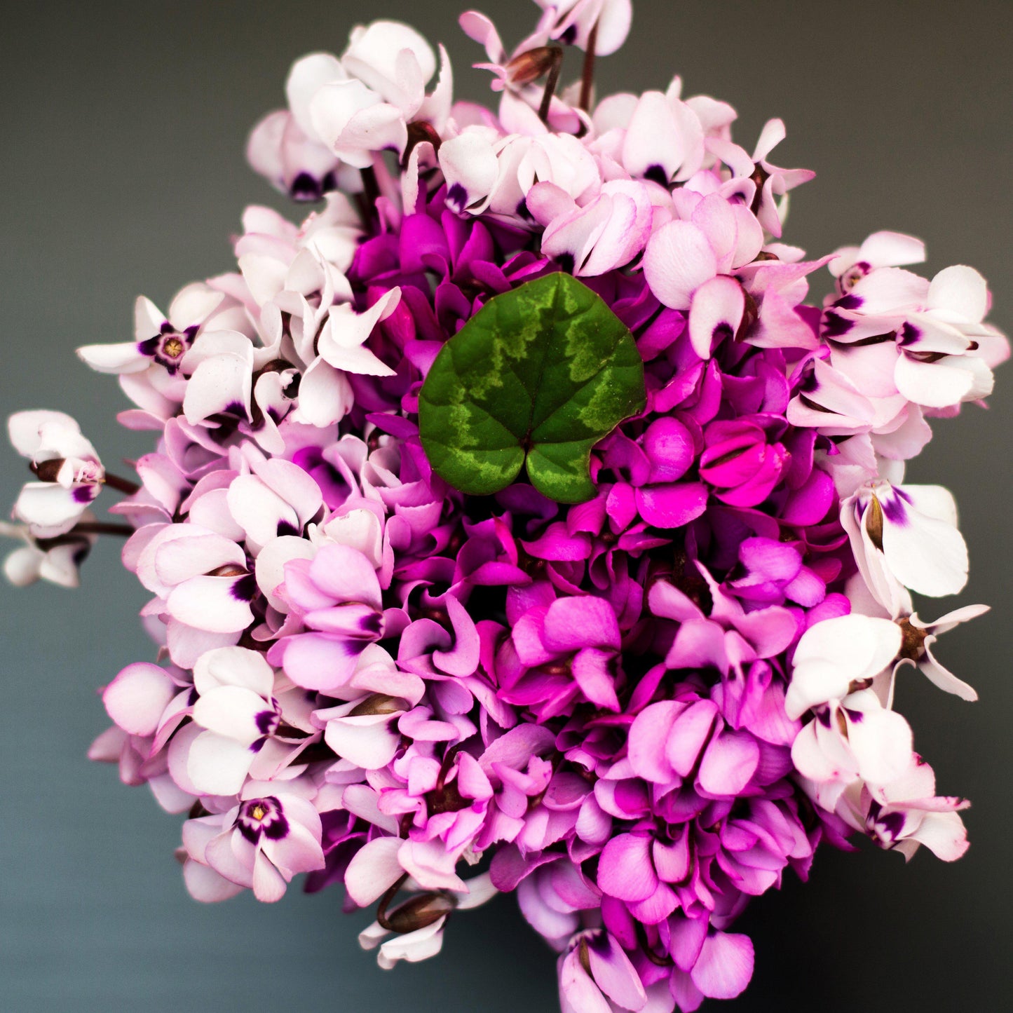 Cyclamen - Angel Flutter Mix