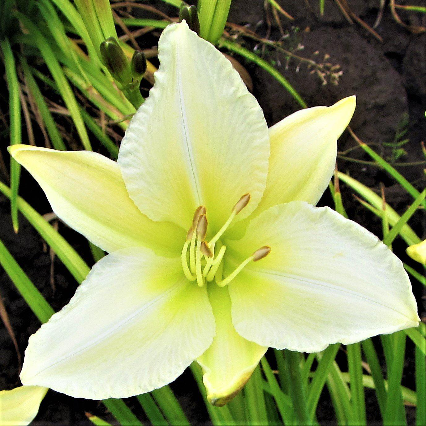 day lily white Easy to Grow Bulbs Daylily