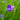 Purple Dichelostemma Congestum Flower in the rain