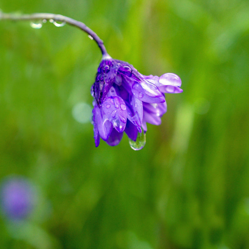 Purple Dichelostemma Congestum Flower in the rain