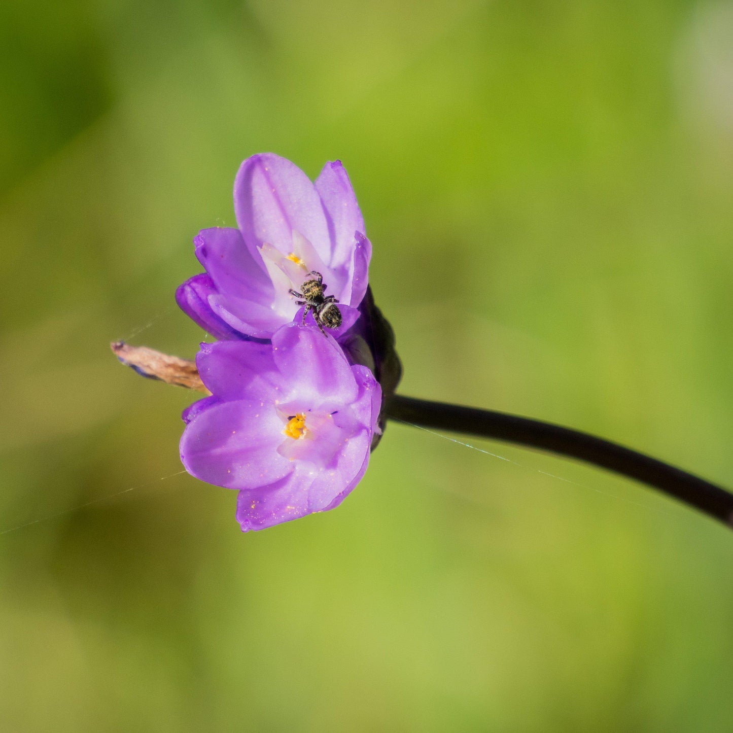 Single Dichelostemma Congestum With Blurry Field Background