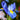 Single Blue and yellow dutch iris spring mix