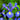 Dutch Iris Blue Diamond Flowers