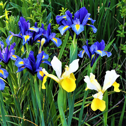 A Mixture of Colorful Dutch Irises