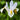 white dutch iris flower