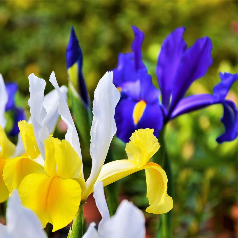 Purple, Yellow, and White Dutch Iris Blooms