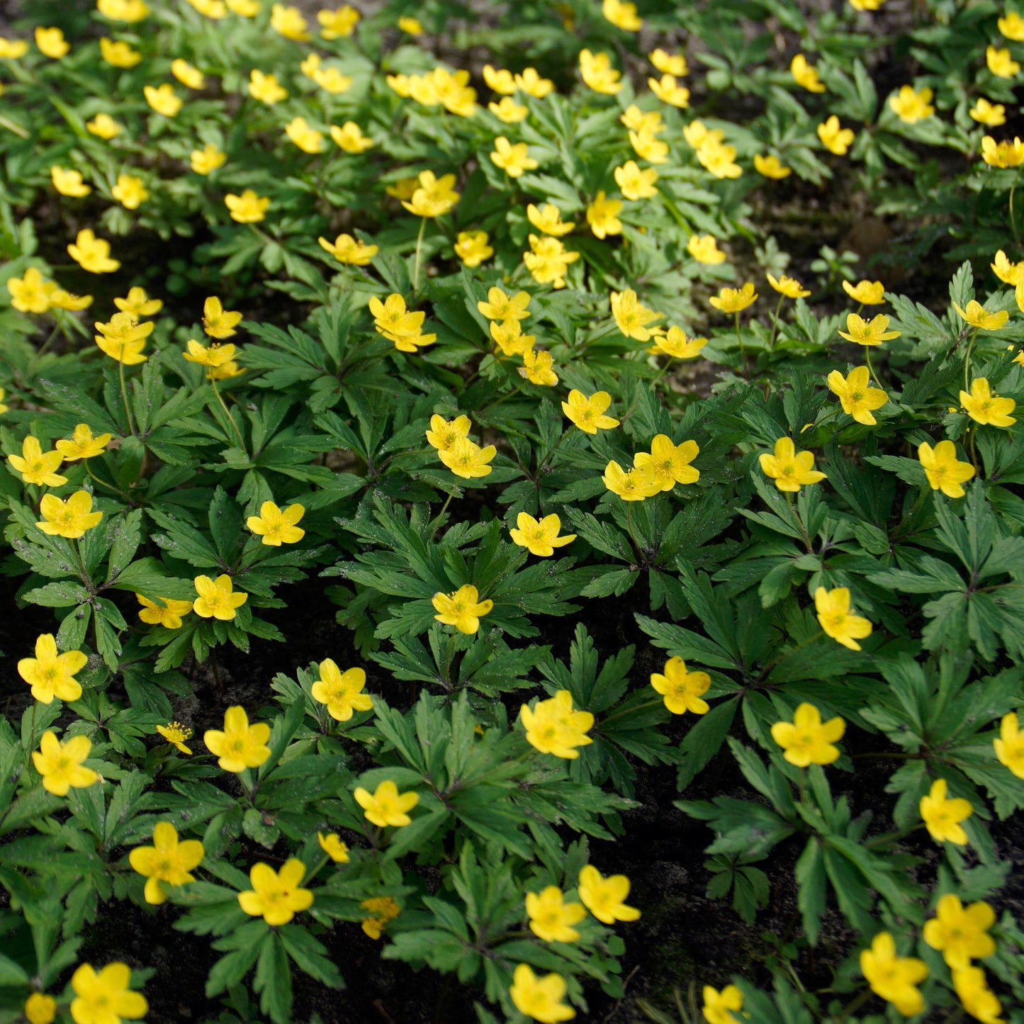 Large Field of Winter Aconite