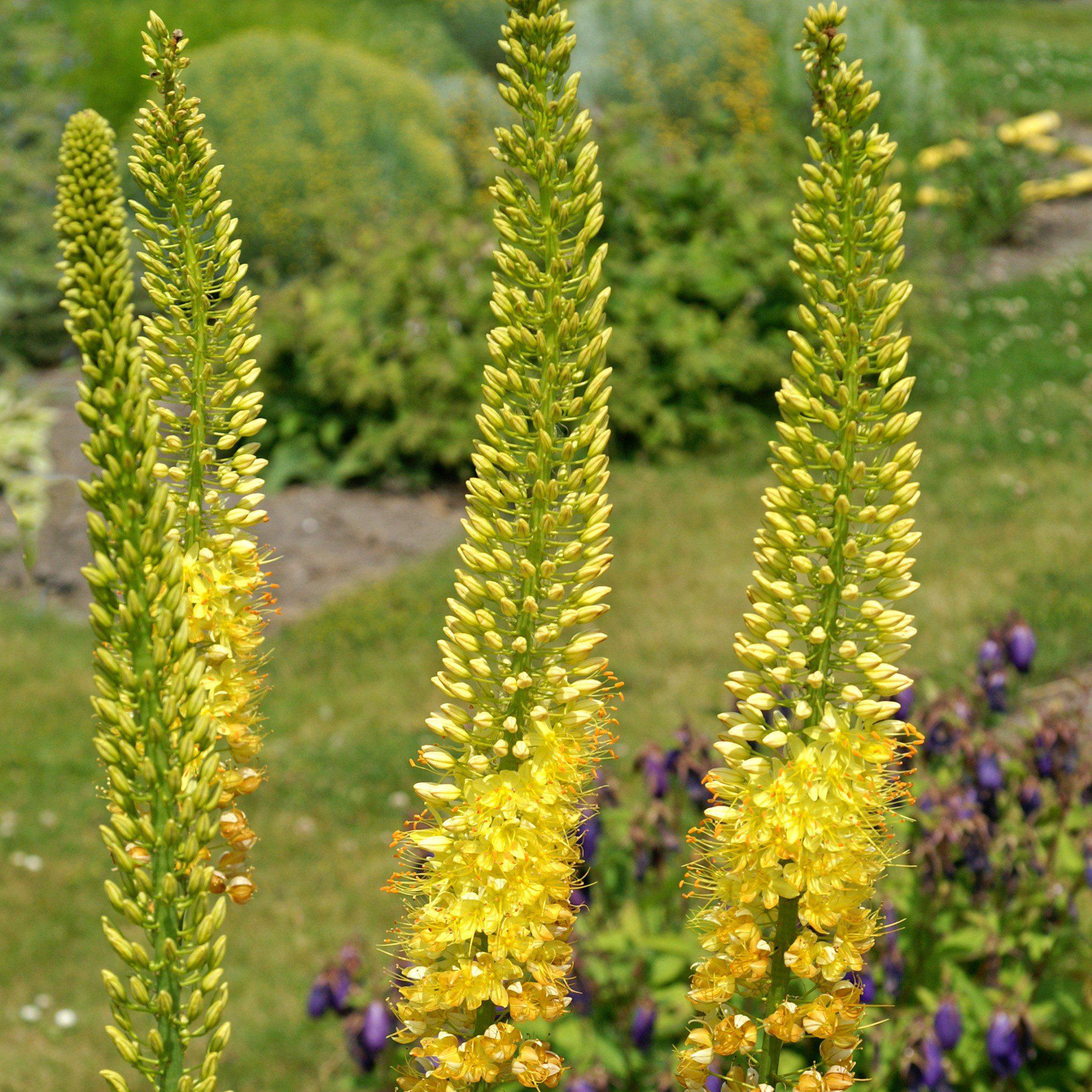 Vibrant Yellow Eremurus Roots For Sale Stenophyllus Bungei Easy To vibrant-yellow-eremurus-roots-for-sale-stenophyllus-bungei-easy-to
