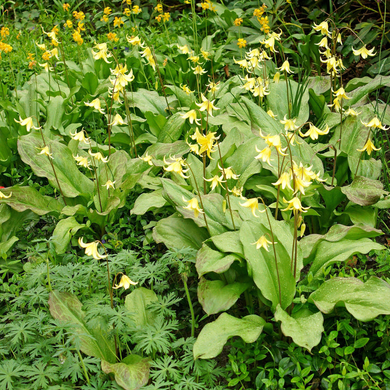 A Patch of Healthy Yellow Erythronium