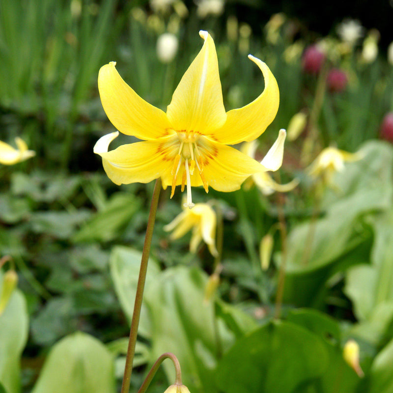 Cheery Yellow Erythronium Bloom