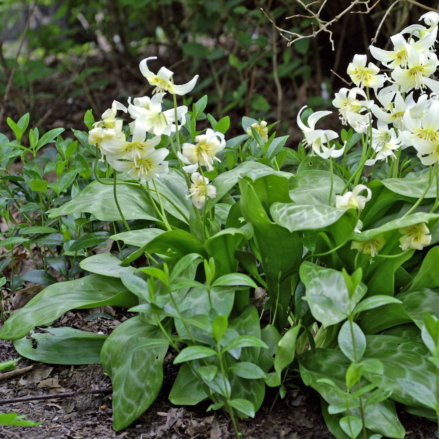 Lush White and Yellow Erythronium Californicum