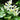 Beautiful White Erythronium Blooms