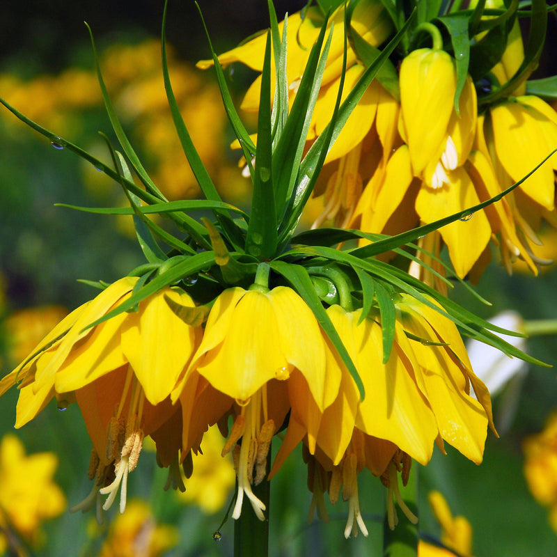 Sunny Yellow Crown Imperial Fritillaria Flower
