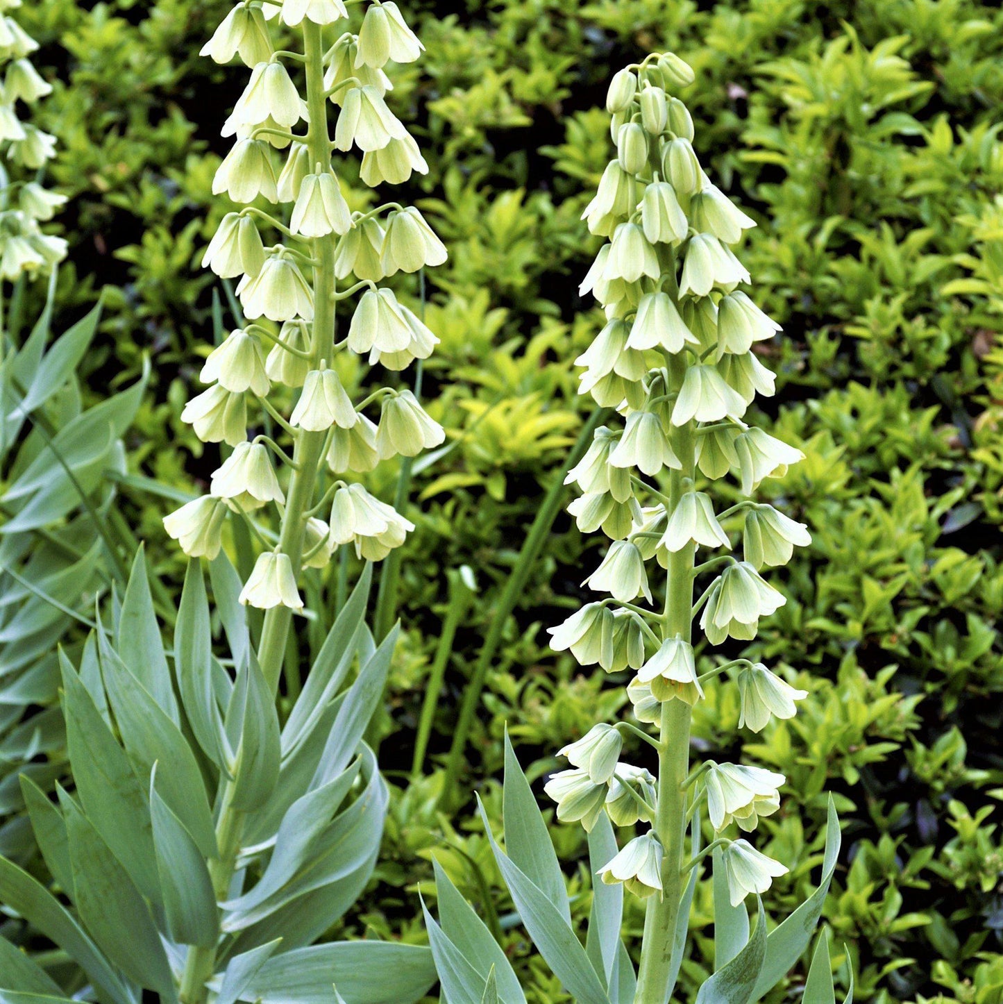 fritillaria ivory bells blooms