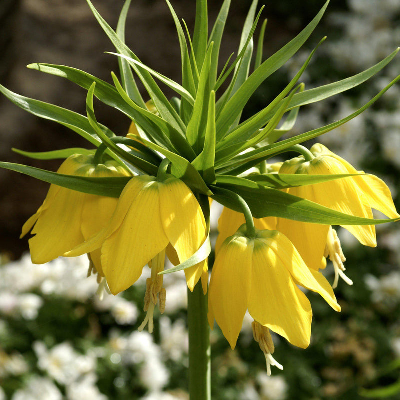 Up-Close View of Fritillaria Crown Imperial Yellow
