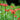 Multiple Flowering Fritillaria Stalks