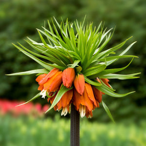 Two-Toned Fritillaria Crown Imperial Red Flower