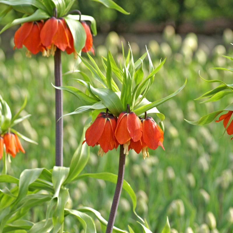 Red and Green Crown Imperial Fritillaria