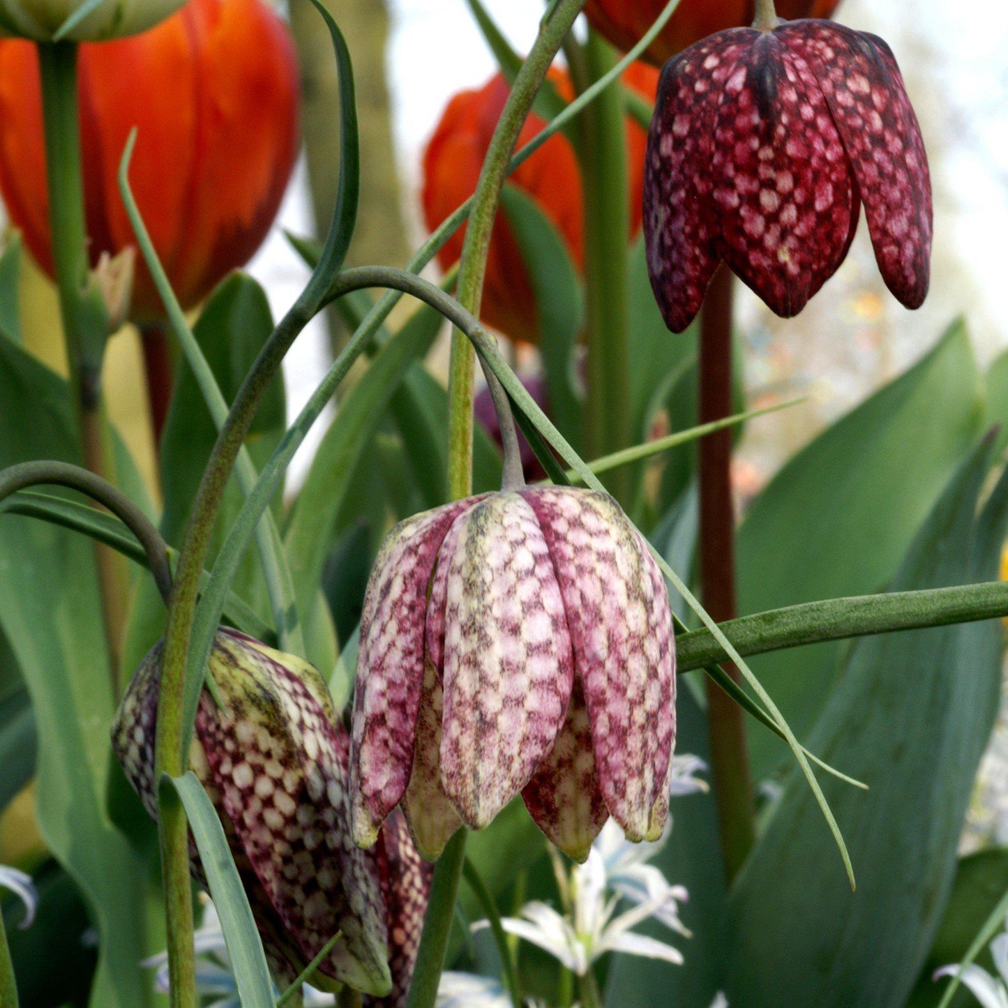 Purple and White Checkered Fritillaria