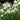 Galanthus Common Snowdrop 