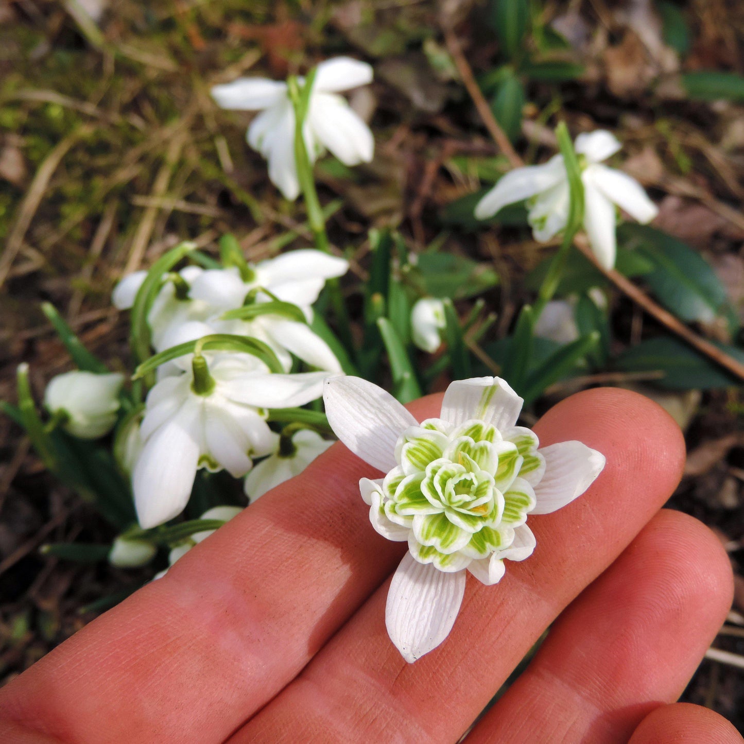 Galanthus Double Snowdrop "Flore Pleno"
