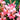 Pink Hardy Gladiolus Impressive