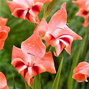 Hardy Pink Gladiolus Bulbs for Sale