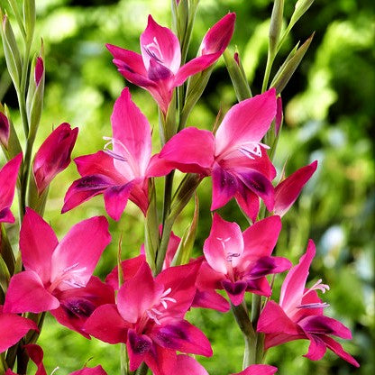 Dark Pink Hardy Gladiolus 