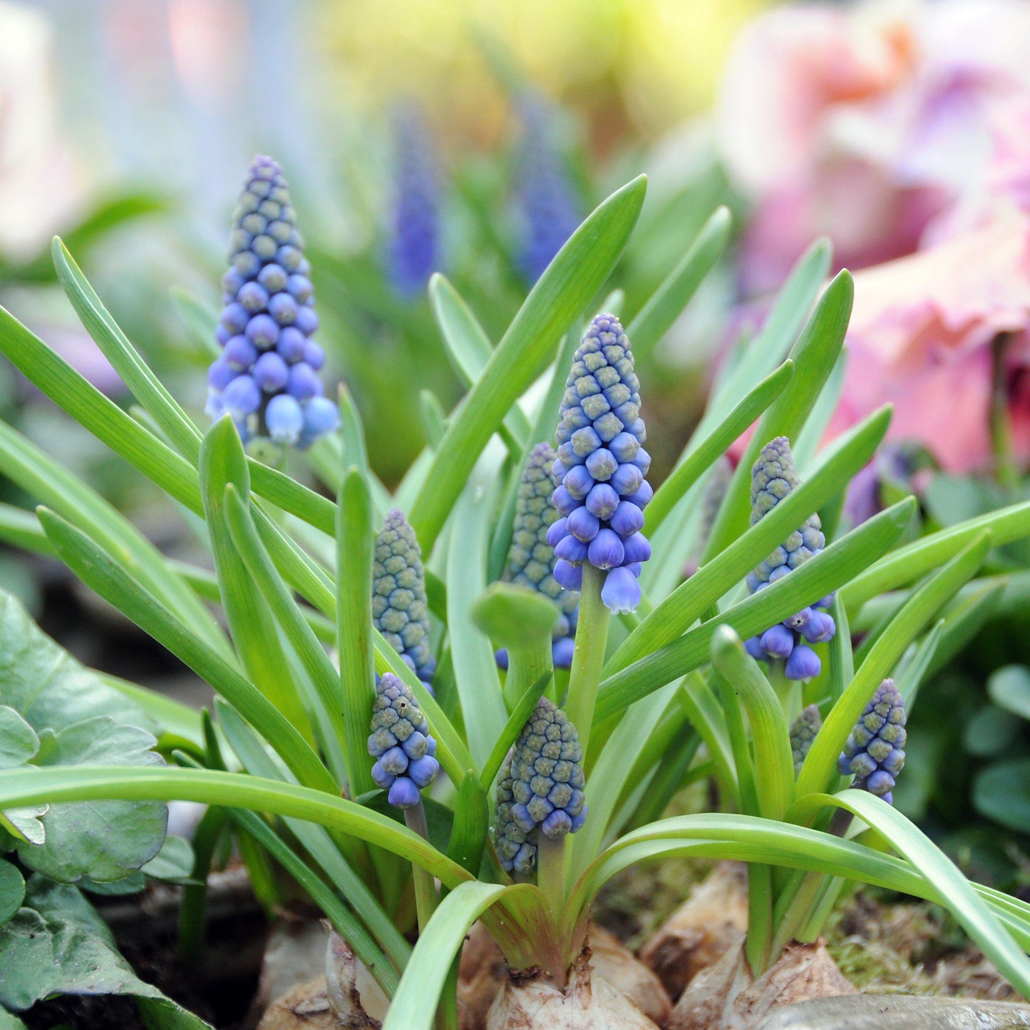 Muscari - Grape Hyacinth Blue