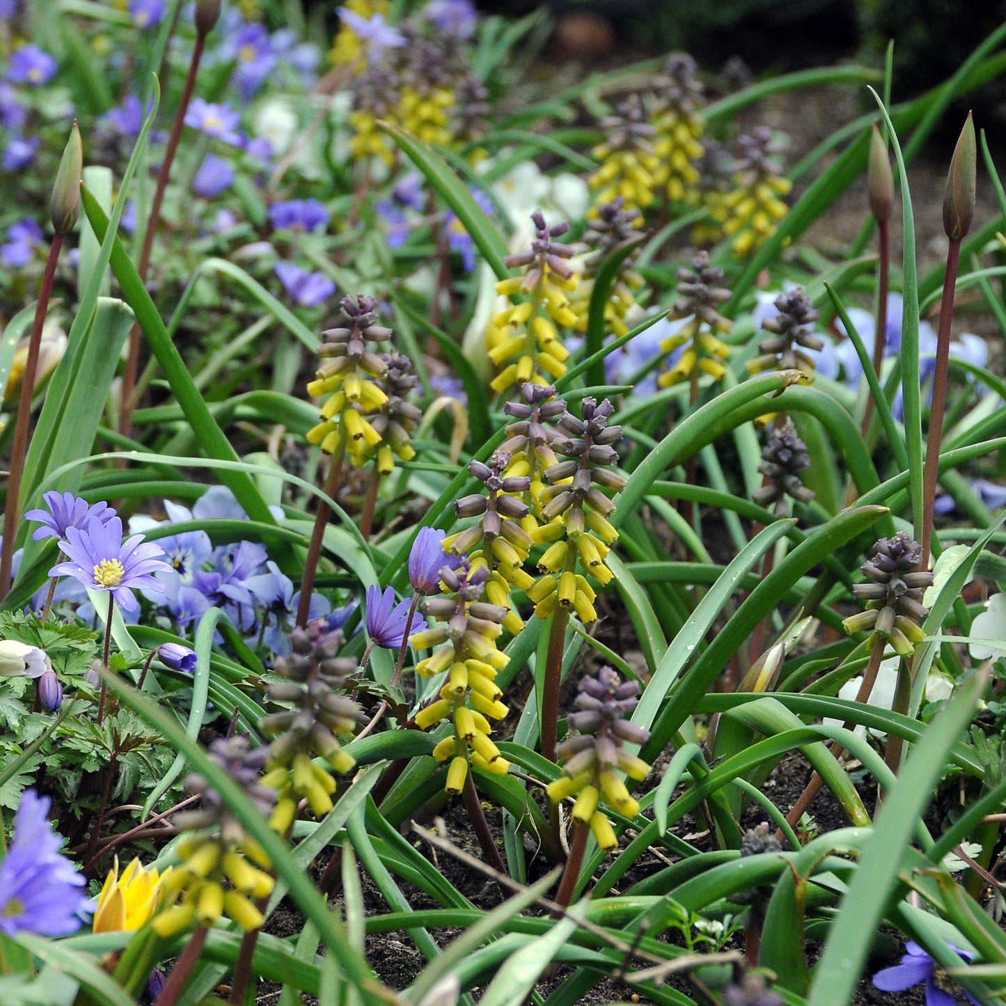 Muscari - Grape Hyacinth Golden Fragrance