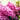 Pink Hyacinth Cut Flowers
