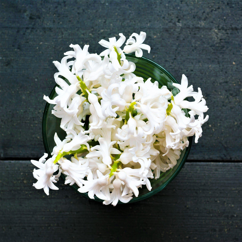 White Hyacinth Flowers in Vase