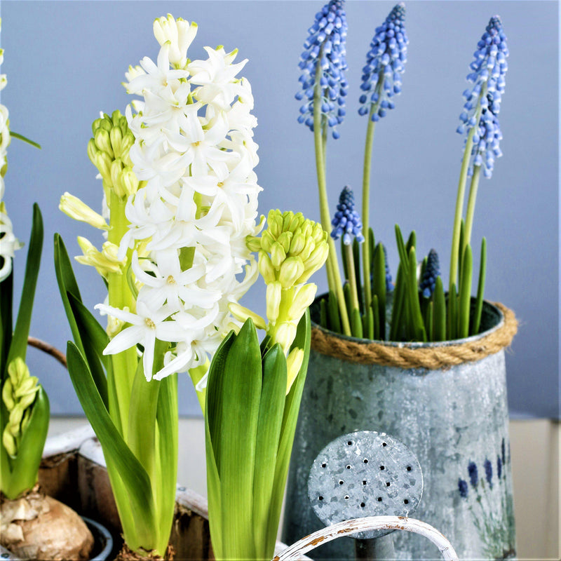 Forcing White Hyacinths