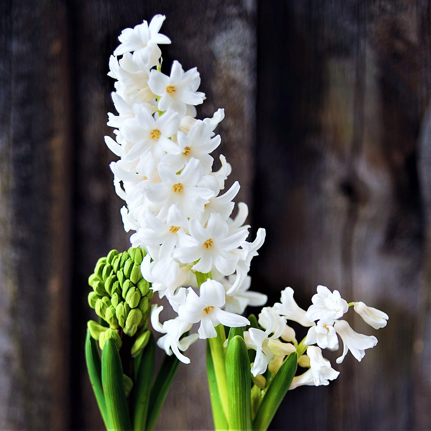 White hyacinth flowers