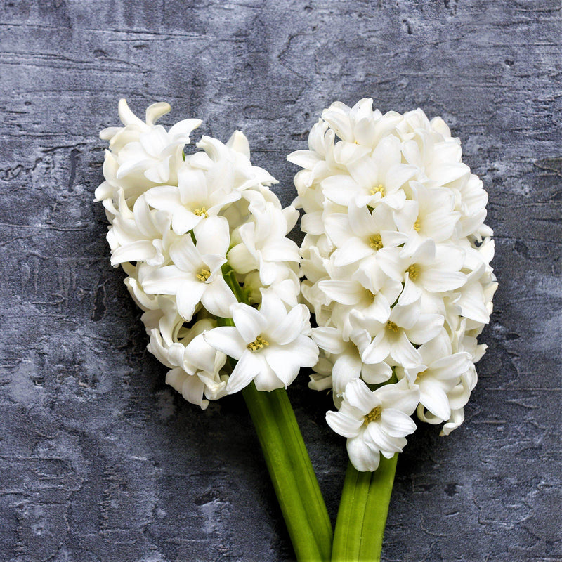 White Hyacinth for Cut Flowers