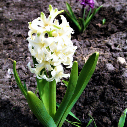 White Hyacinth Flowers