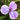 Close Up Purple Japanese Iris Zen Garden Mix
