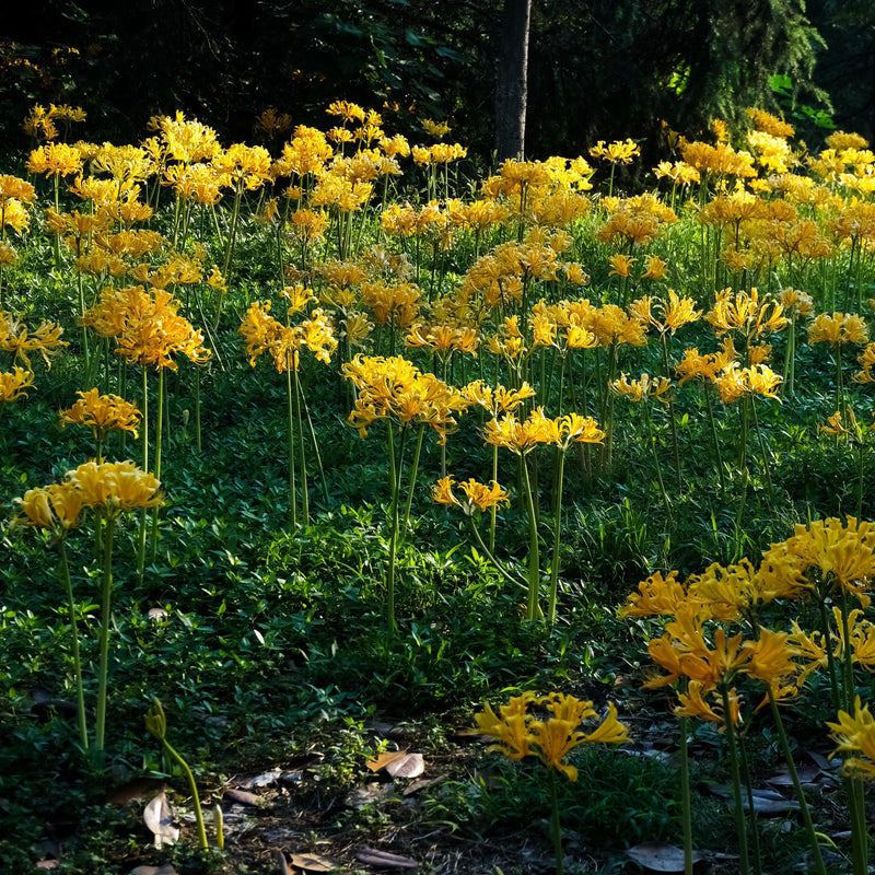 Yellow Lycoris Aurea flowers