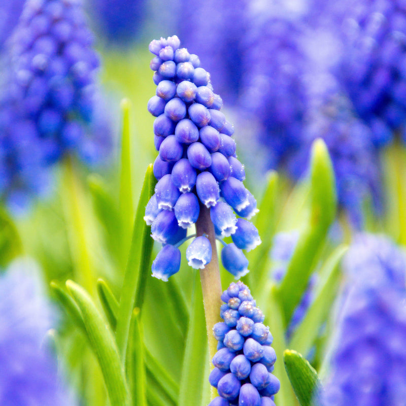 Blue Muscari Flowers for Sale