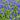 Muscari - Grape Hyacinth Blue