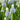 Muscari - Grape Hyacinth Skylight Mix