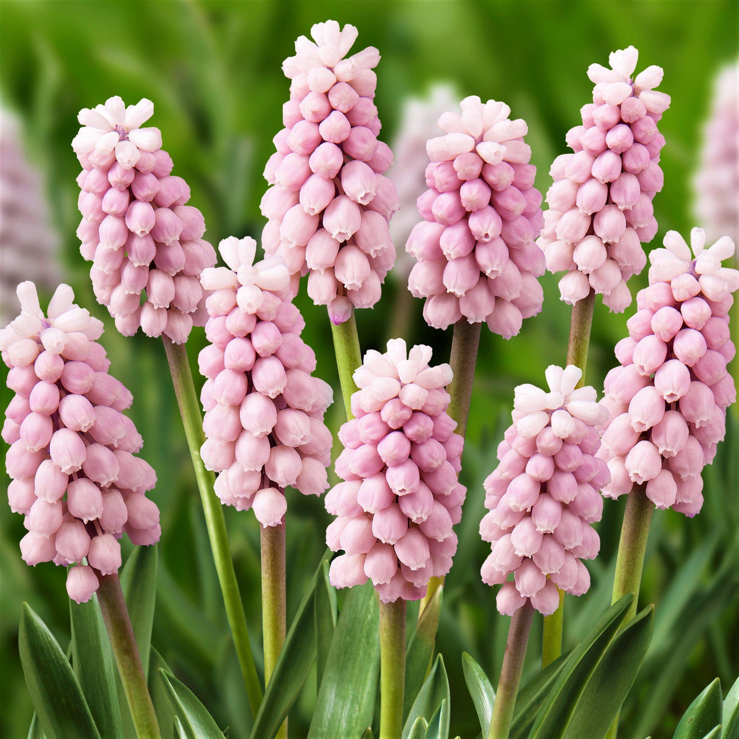 Muscari - Grape Hyacinth Pink Surprise